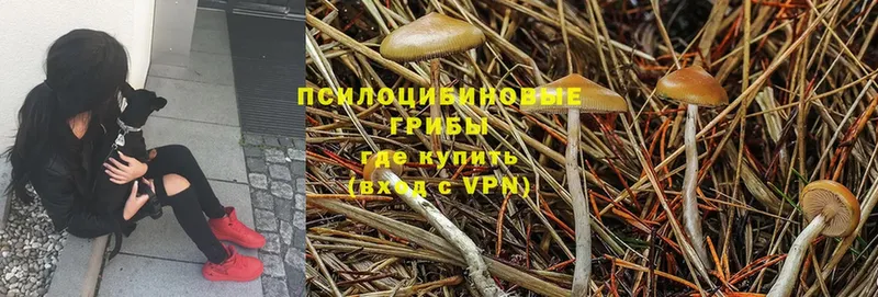 где продают наркотики  Махачкала  Галлюциногенные грибы MAGIC MUSHROOMS 